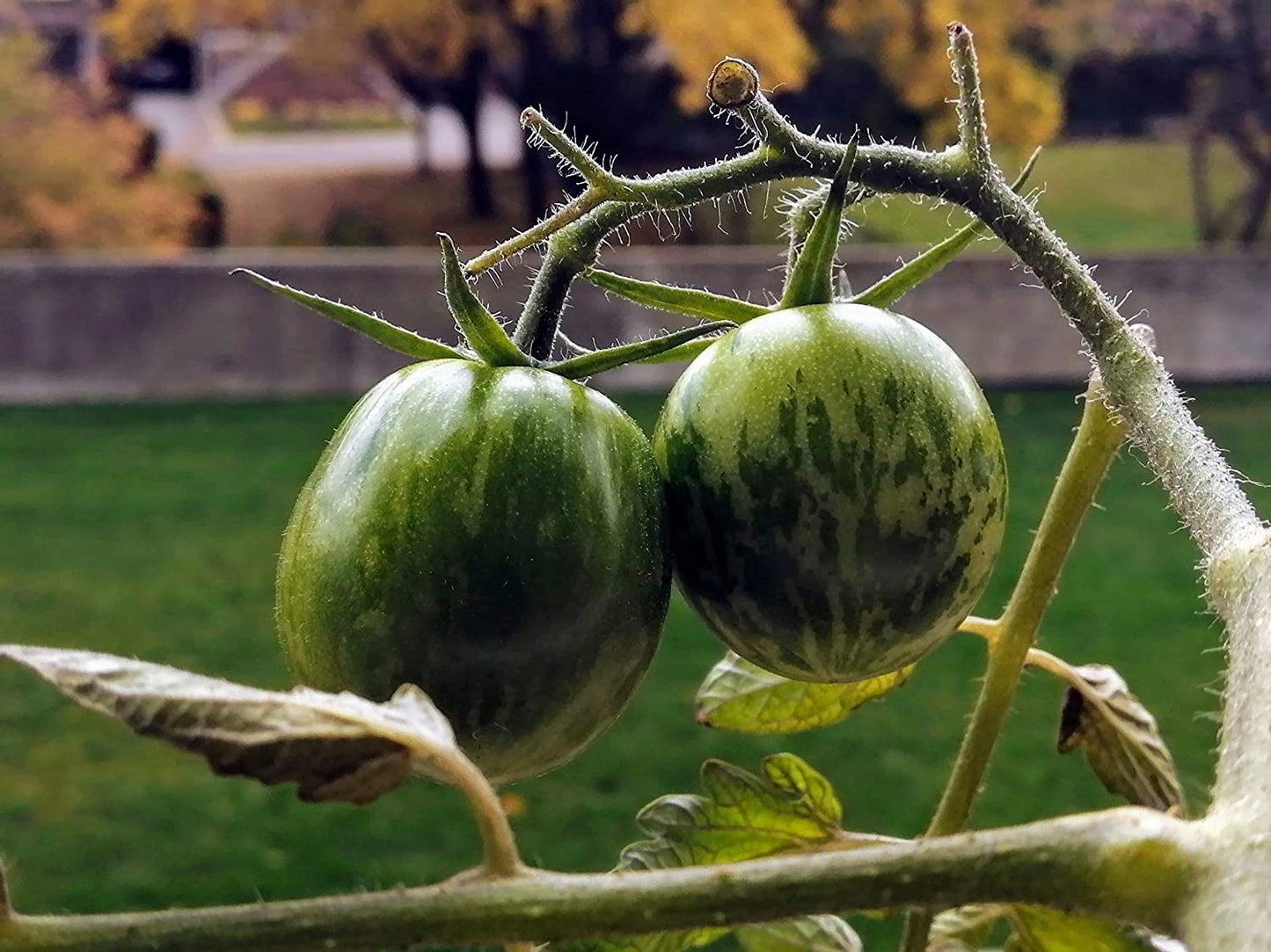 Tomate verte centuple à trancher, 50 graines - Sans OGM, pollinisation libre, beaux fruits jaunes à rayures vertes, excellents pour les salades et les hamburgers 