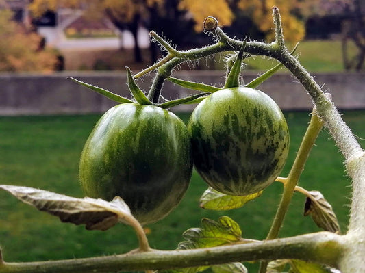 Tomate verte centuple à trancher, 50 graines - Sans OGM, pollinisation libre, beaux fruits jaunes à rayures vertes, excellents pour les salades et les hamburgers 