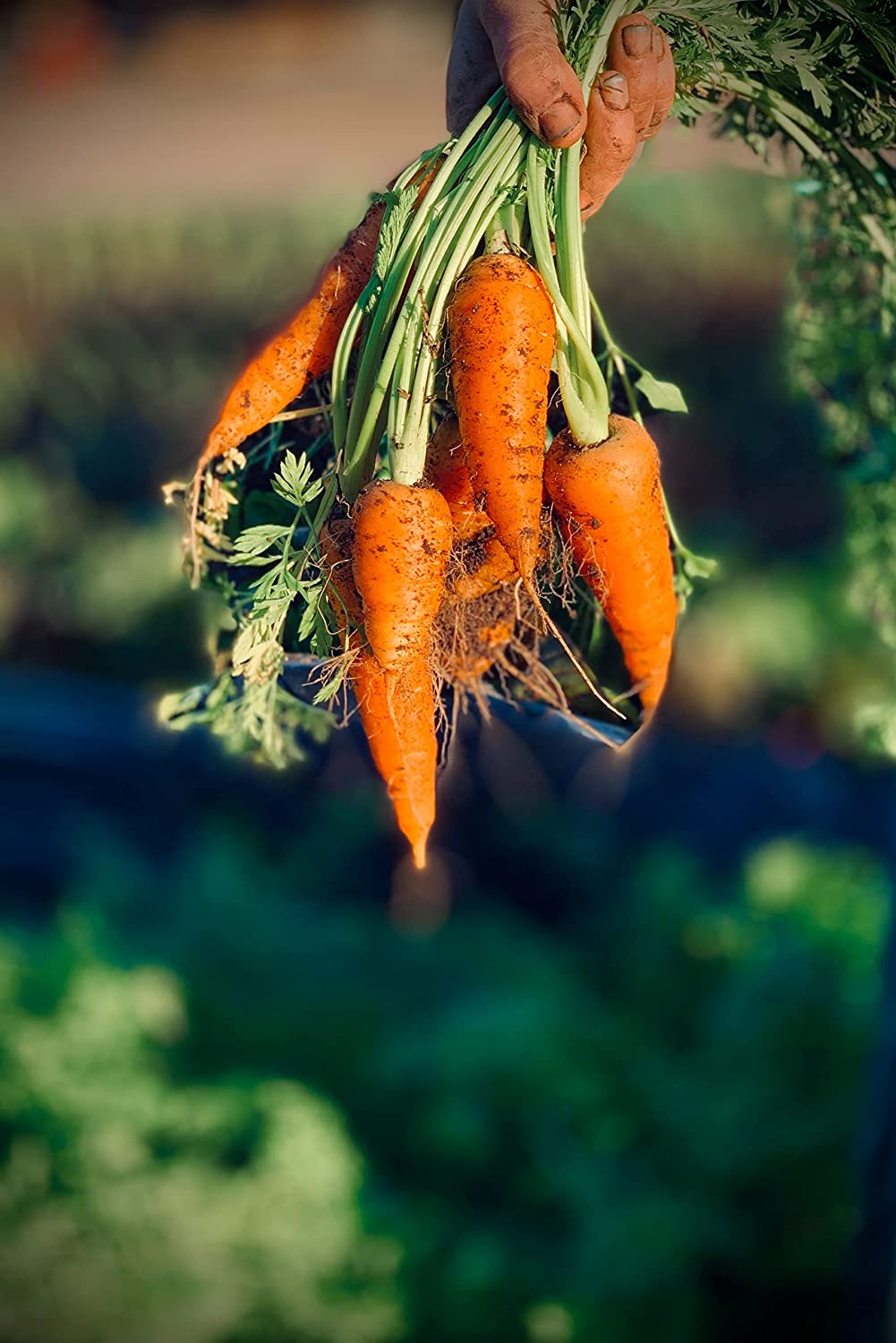 Hundredfold Chantenay Carrot 1000 Vegetable Seeds - Non-GMO Classic Carrot, Red Cored Sweet Heirloom Variety, Attract Swallowtail Butterflies, Packed & Shipped in Canada