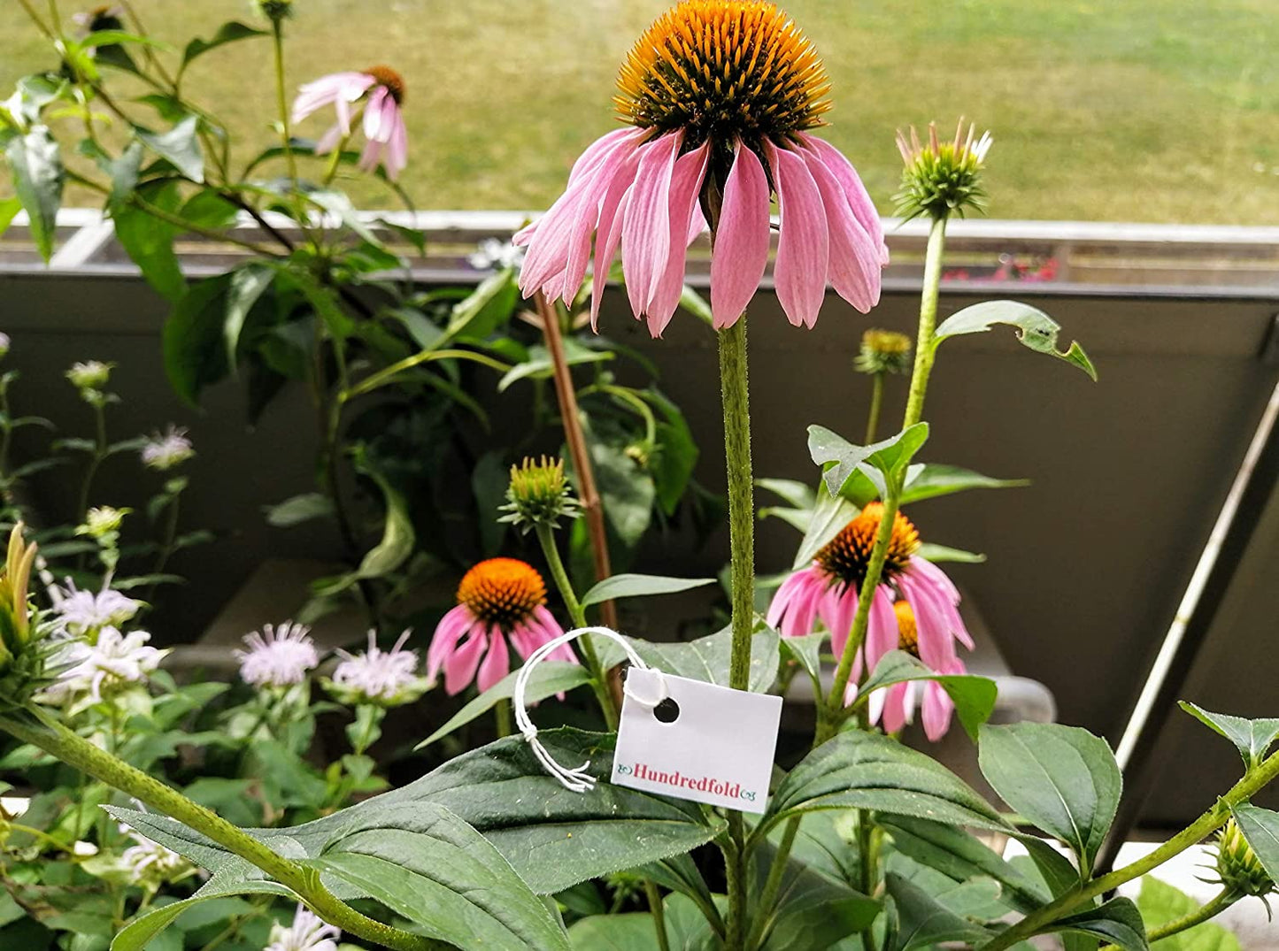 100 graines d'échinacée pourpre biologique - Echinacea purpurea, fleur sauvage indigène des prairies, attrayante pour les abeilles et les oiseaux 