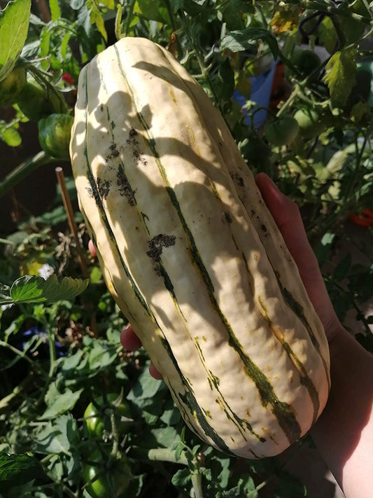 Courge d'hiver Honeyboat 30 graines - Courge Delicata à chair sucrée et fine, pour les fermes et les potagers 