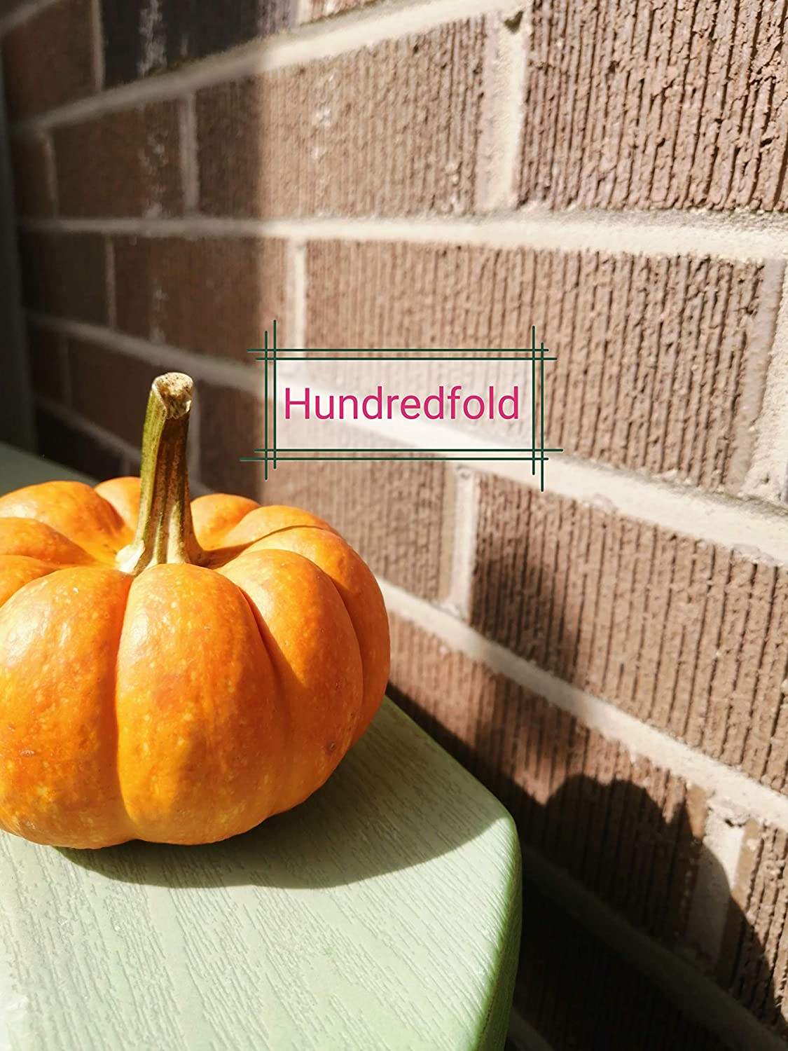 Citrouille miniature Hundredfold Jack Be Little 30 graines à planter – Cucurbita Pepo Citrouille bébé sans OGM pour la décoration ou la consommation, jardin d'enfants