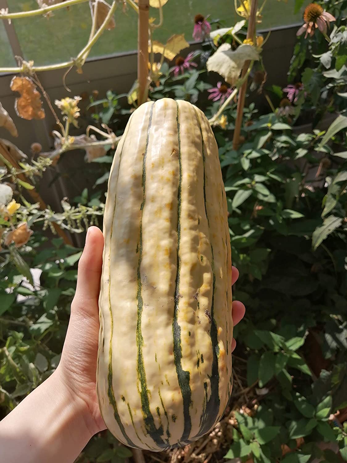 Honeyboat Winter Squash 30 Seeds - Delicata Squash with Sweet and Fine Grained Flesh, for Farms and Vegetable Gardens