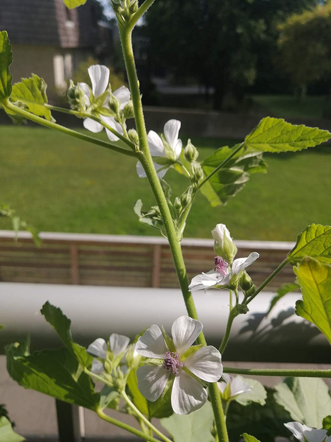 Guimauve biologique au centuple 50 graines d'herbes - Althaea officinalis Sans OGM pour racine de guimauve ou fleurs d'abeille 