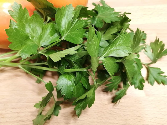 Hundredfold Italian Dark Green Flat Leaf 1000 Parsley Seeds- Petroselinum crispum Non-GMO Fine Herb, Attract Swallowtail Butterflies, Packed & Shipped in Canada