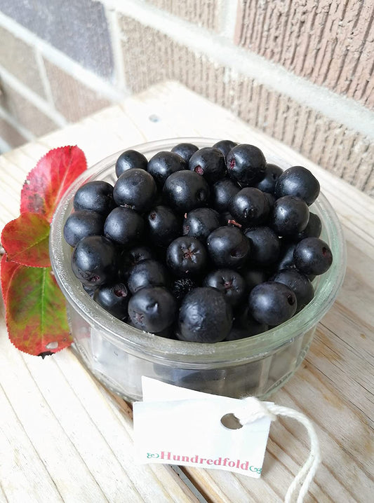 Hundredfold Black Chokeberry One Seedling – Aronia melanocarpa Aronia Berries Adaptive Canadian Native Shrub, for Landscaping, Erosion Control, Windbreak or Backyard Fruit Tree, Producing High Antioxidant Fruits, Perfect Lawn Shrub
