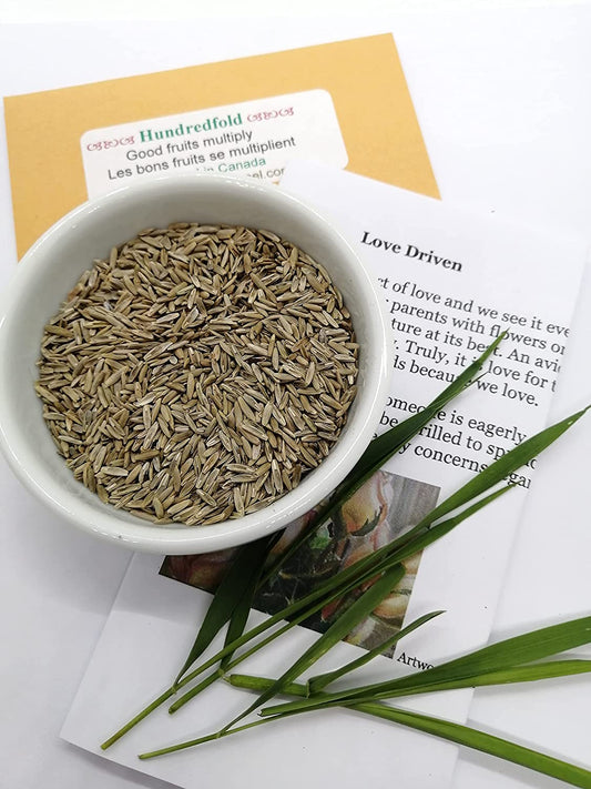 Hundredfold 25 Grams Organic Annual Ryegrass Seeds - Lolium multiflorum, Forage,  Cover Crop, Soil Enrichment and Weed Suppression