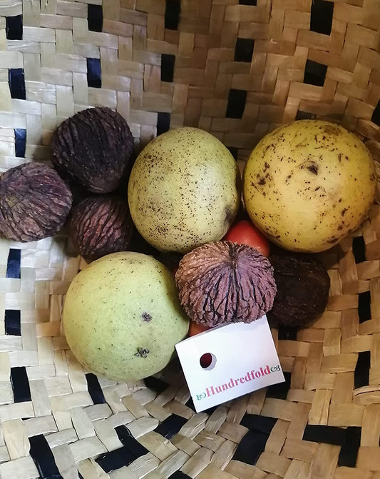 Noyer noir 20 noix Juglans nigra Noyer noir de l'Est, graines fraîches indigènes du Canada à vendre par Hundredfold, pour la plantation, cultivées en Ontario 