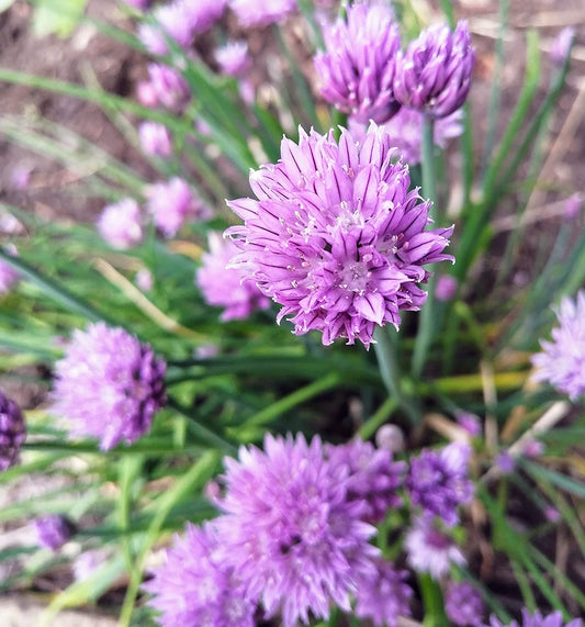 Allium schoenoprasum Heirloom 1000 graines de ciboulette à fleurs violettes biologique au centuple - Facile à cultiver 