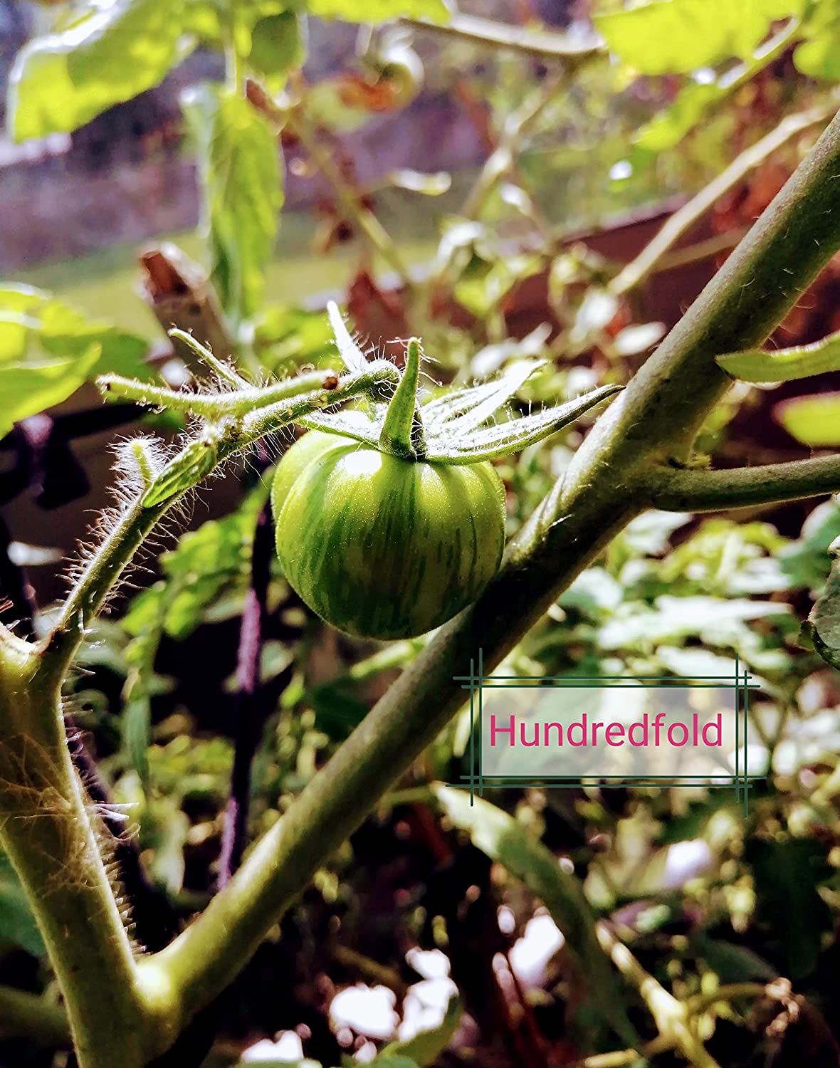 Tomate verte centuple à trancher, 50 graines - Sans OGM, pollinisation libre, beaux fruits jaunes à rayures vertes, excellents pour les salades et les hamburgers 