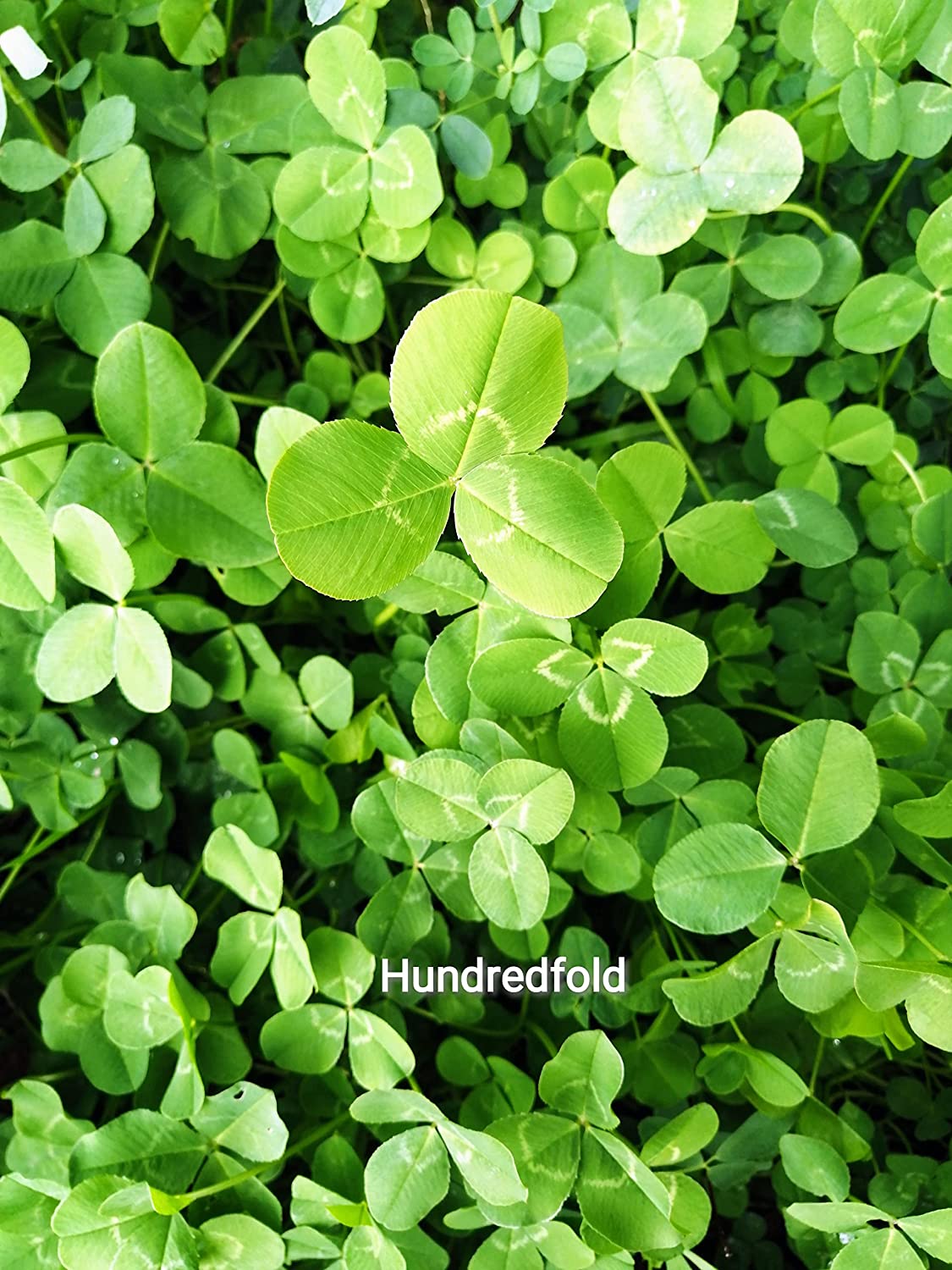 Hundredfold Micro White Clover 4 LBS Seeds - Perennial Legume Microclover Excellent for Enriching Lawn, Ground Cover or Lawn Alternative