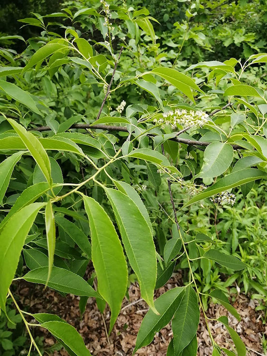 Hundredfold Black Cherry Tree One Small Seedling - Prunus serotina Canada Native Wild Black Cherry Rum Cherry, Hard Wood Tree, No Pot