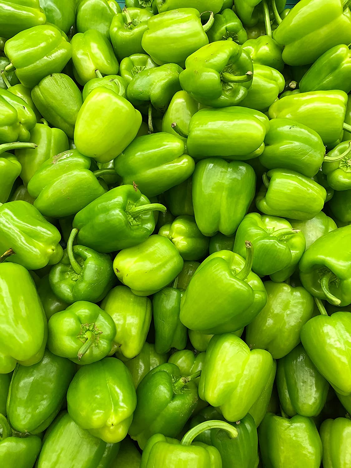 Poivron doux California Wonder 50 graines - Légume Capsicum annuum sans OGM, parfait pour la culture hydroponique, le conteneur, le patio et le champ ouvert 