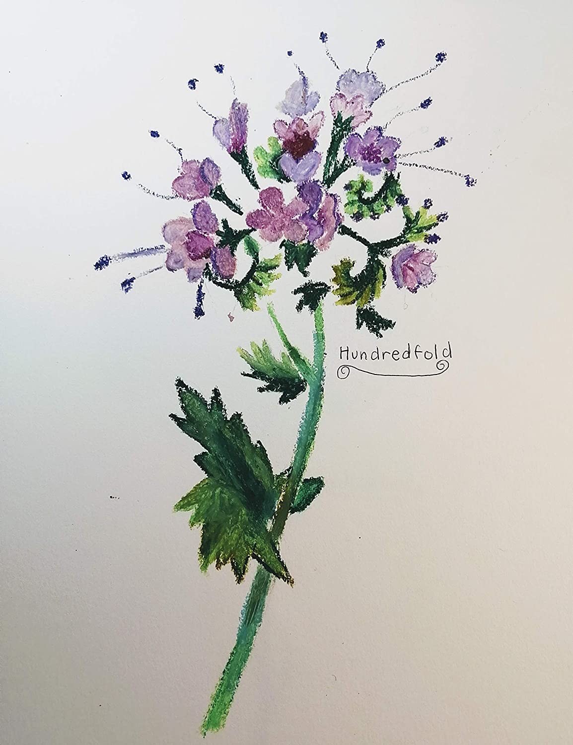 Hundredfold Lacy Phacelia 500 Flower Seeds - Phacelia tanacetifolia Blue or Purple Tansy, Fiddle Neck Fiddleneck, Non-GMO USA Native, for Cover Crop & Bee Garden Brand: Hundredfold
