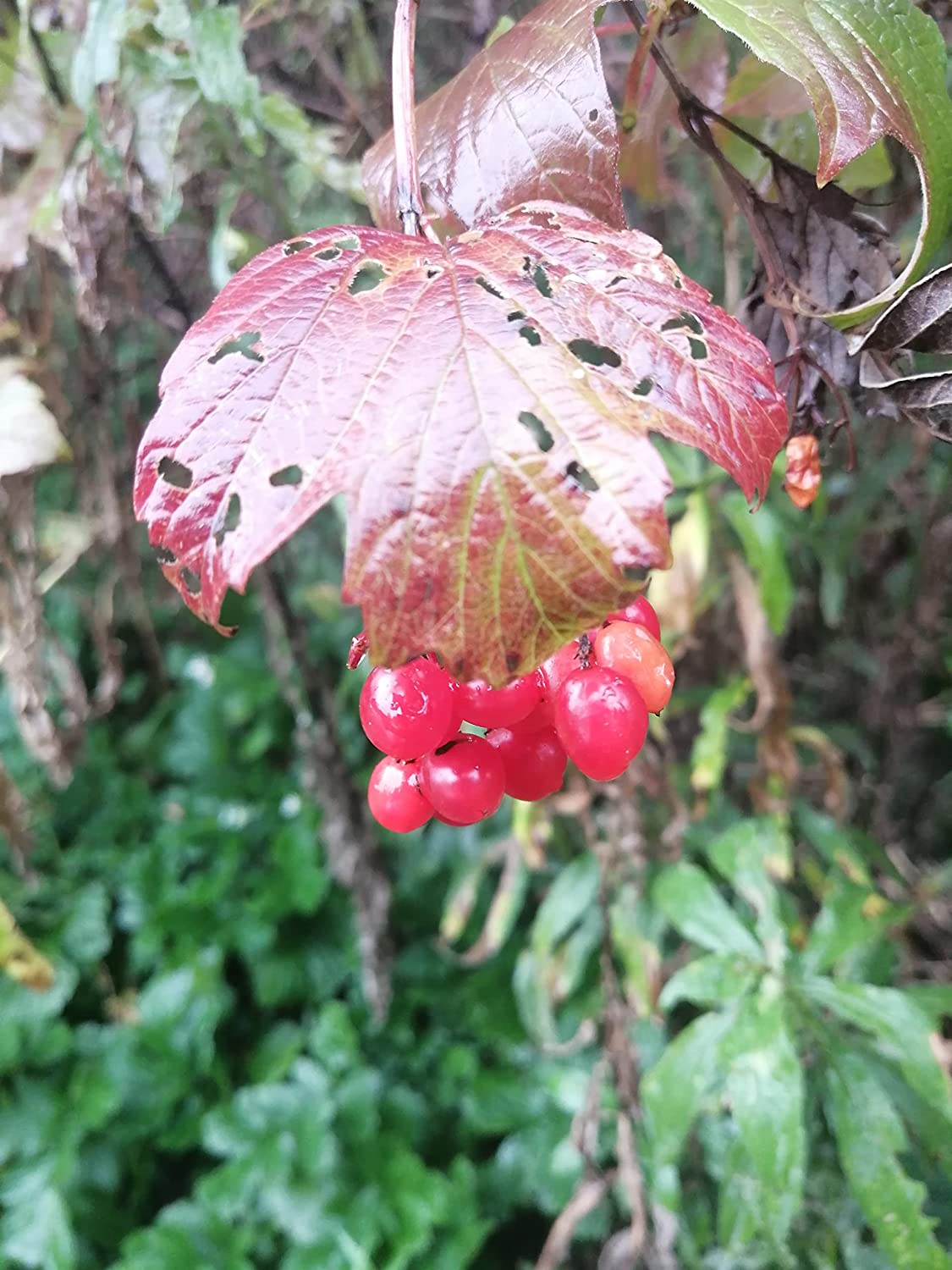 Viburnum opulus VAR. americanum Arbuste indigène d'Amérique du Nord, Viburnum opulus 10 graines 
