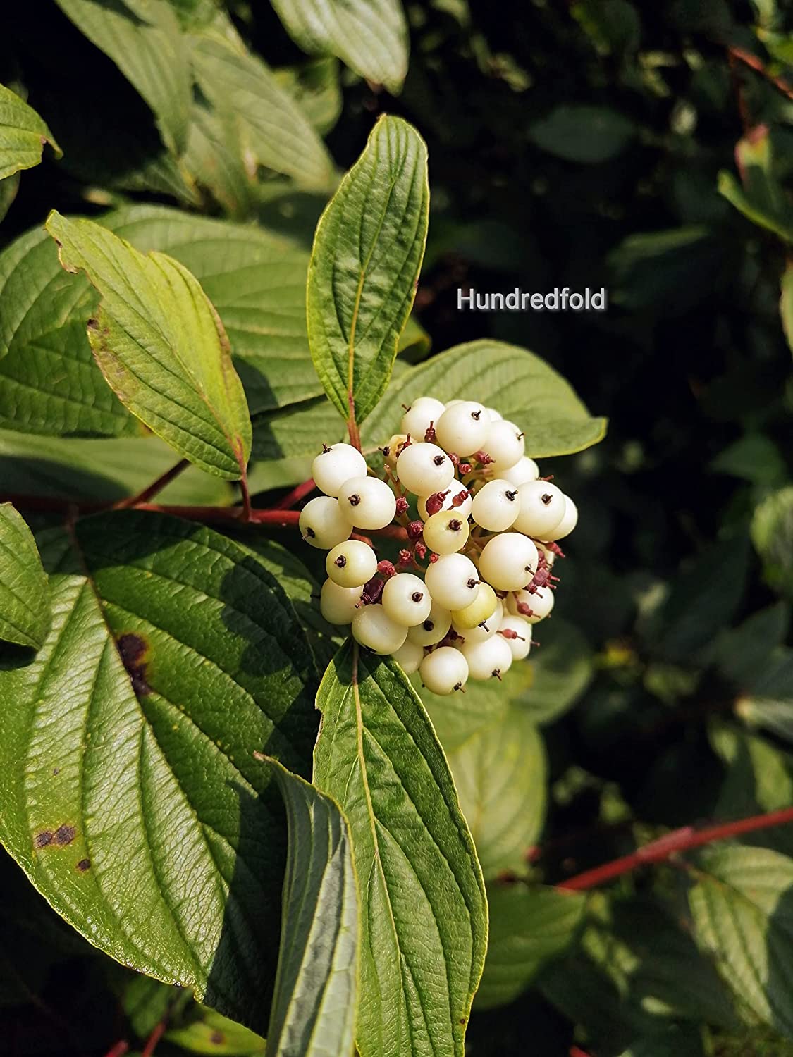 Hundredfold 10 Red Osier Dogwood Shrub Seeds - Cornus sericea Low Maintenance Ontario Native Bush, with Four Season Interests
