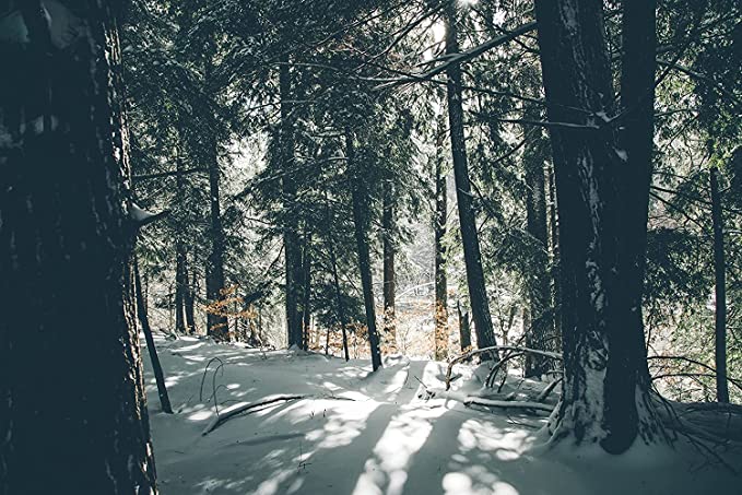 Pruche de l'Est centuple 1 plant - Tsuga Canadensis Épinette de pruche, pruche du Canada Arbre indigène de l'Ontario pour l'aménagement paysager, le reboisement ou la plante d'intérieur en bonsaï 