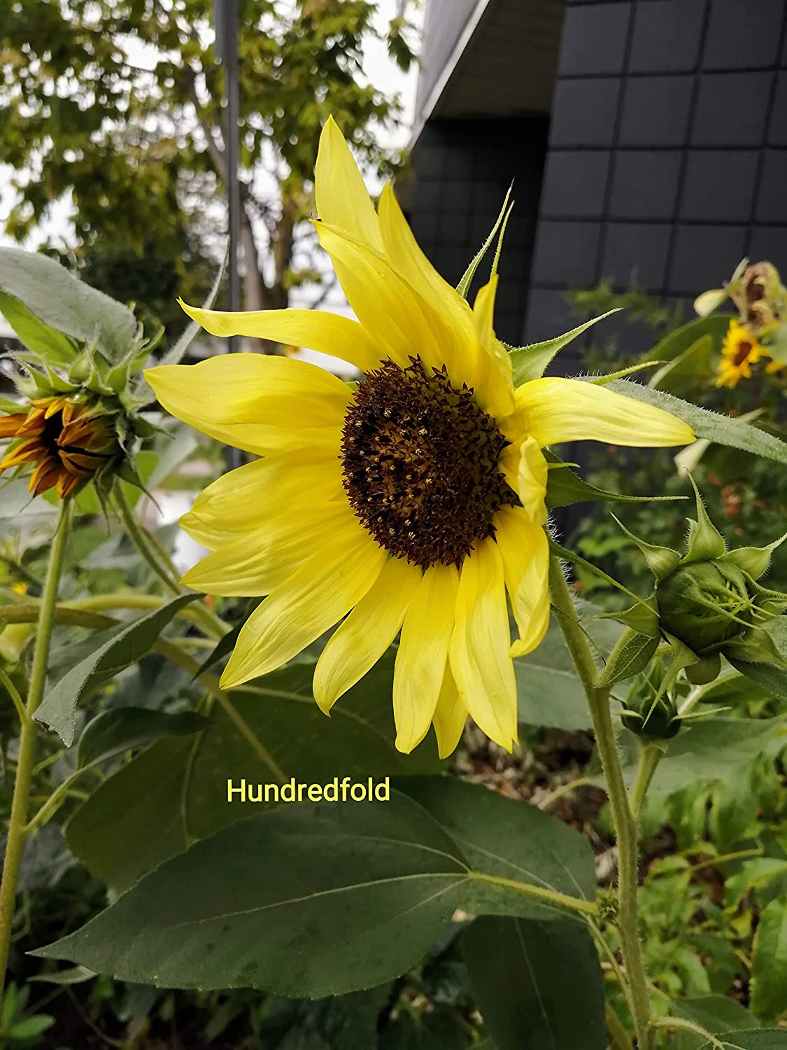 Tournesol Reine Citron Cent Fois 30 Graines De Fleurs - Helianthus annus Attire Les Abeilles Et Les Oiseaux, Fleurs Coupées 