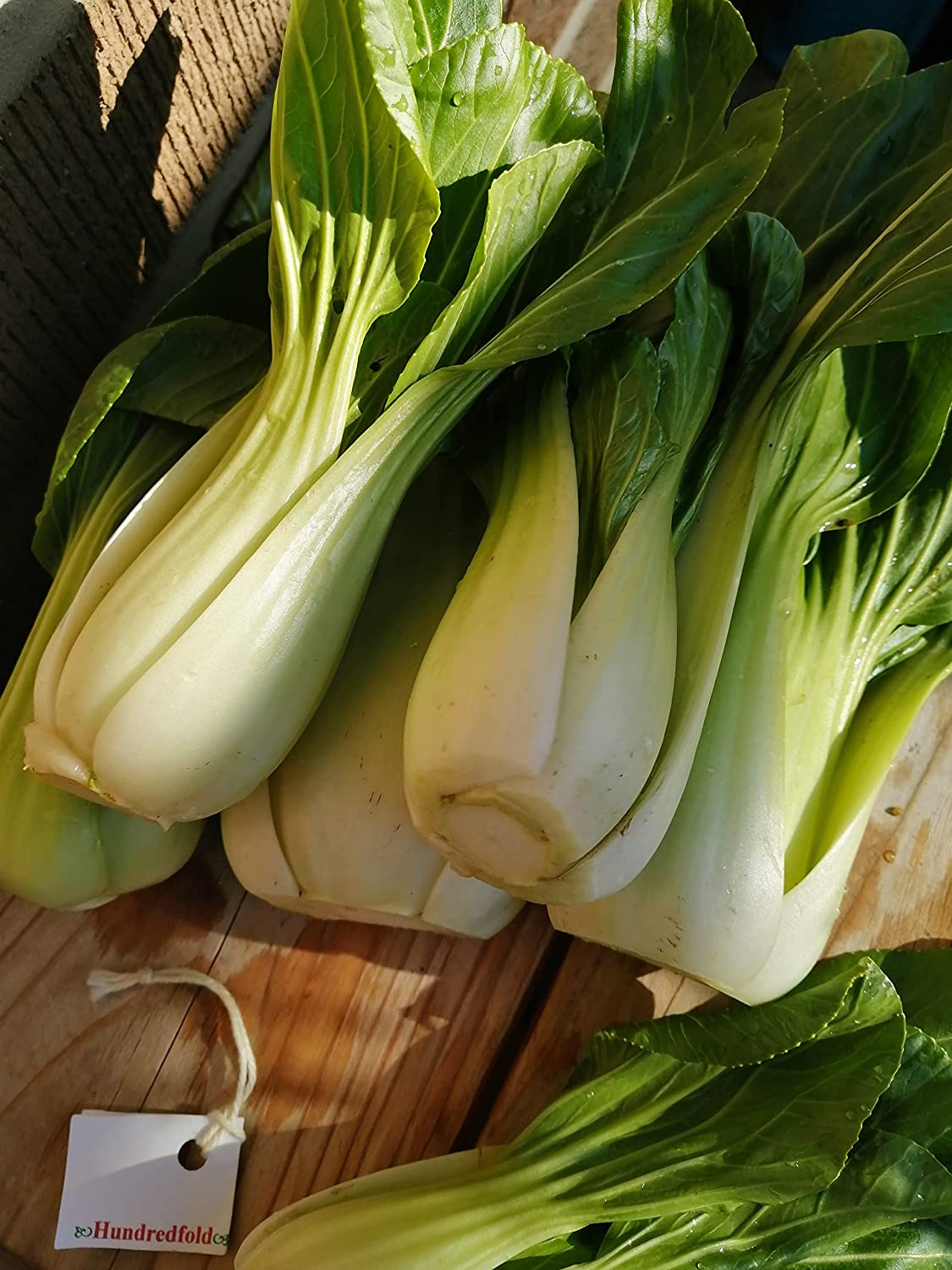 Hundredfold Pak Choi 100 Vegetable Seeds - Brassica rapa F1 Hybrid Asian Greens Chinese Cabbage, Shanghai Green