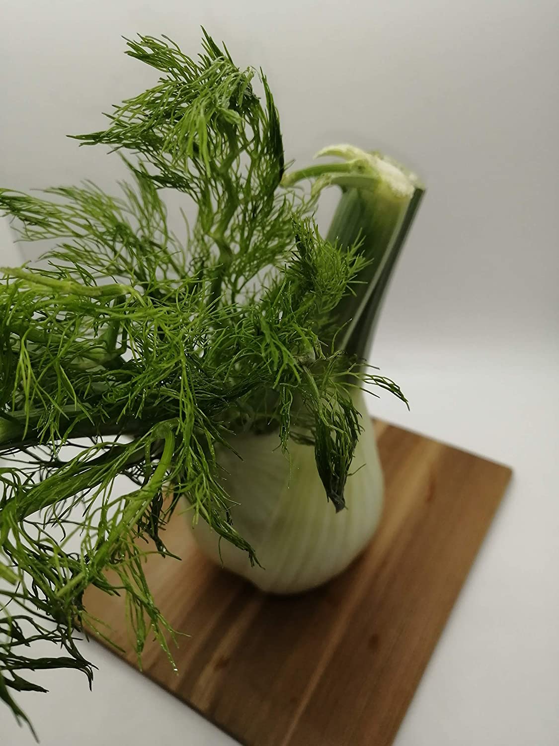 Perfection Fennel 100 Herb Seeds - Foeniculum vulgare Non-GMO Sweet Anise Bulb Forming Aromatic Plant, Excellent for Herb, Vegetable, and Butterfly Garden