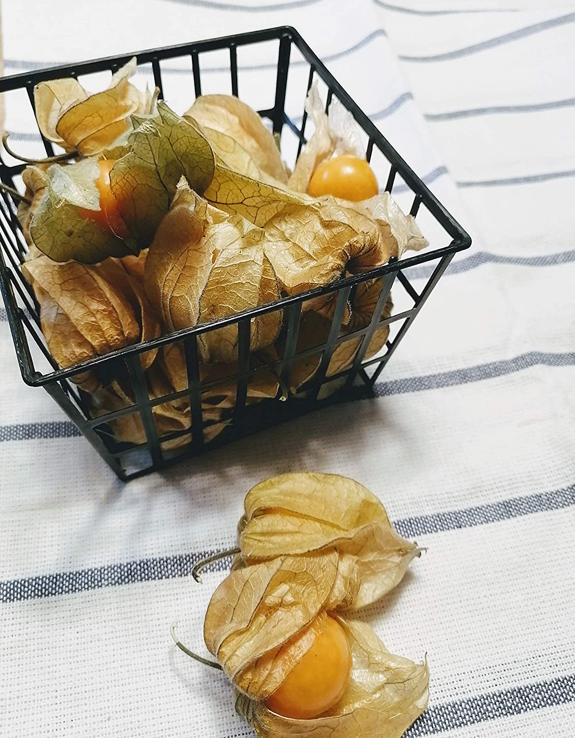 Cerise de terre Physalis pruinosa sans OGM, tomate à coque, fruits mûrs pour collation, tarte ou confiture 