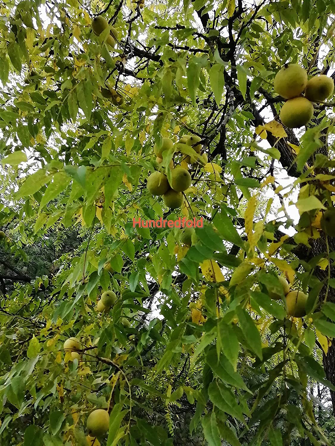 Black Walnut 20 Nuts Juglans nigra Eastern Balck Walnut, Canada Native Fresh Seeds for Sale by Hundredfold,  for Planting, Ontario Grown