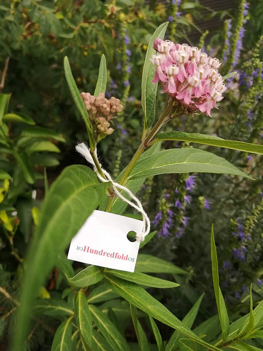 Hundredfold Swamp Milkweed One Perennial Flower Live Plant - Asclepias incarnata, Rose Milkweed, Bare-Rooted Live-plant (No Pot), Canada Native, Host Plant for Monarch Butterfly Larvae, Tolerate Wet Soils, Butterfly Garden Staple, Ontario Grown
