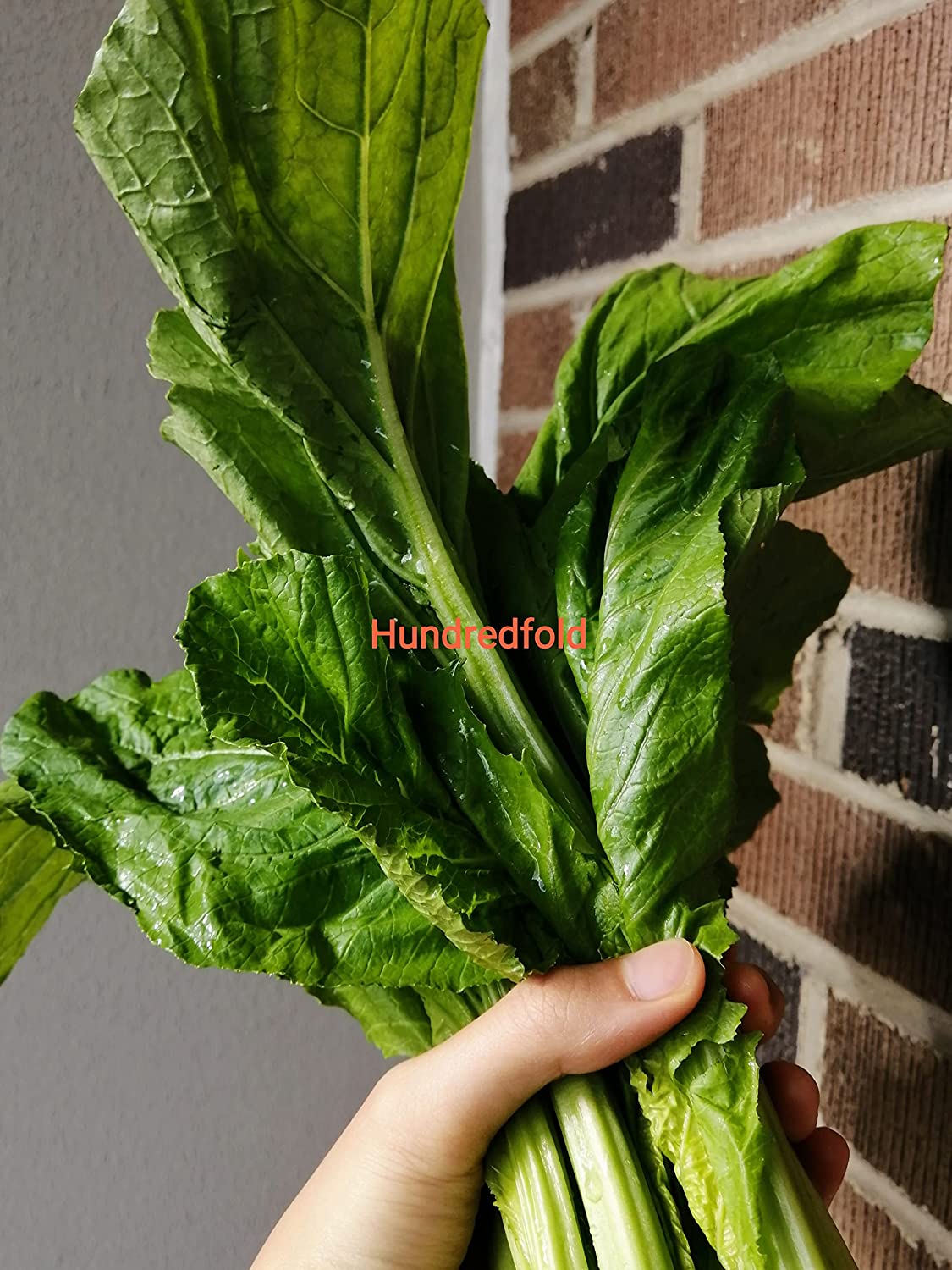 Graines de moutarde à feuilles larges de Floride au centuple 500 graines de légumes - Brassica juncea Salades vertes sans OGM 