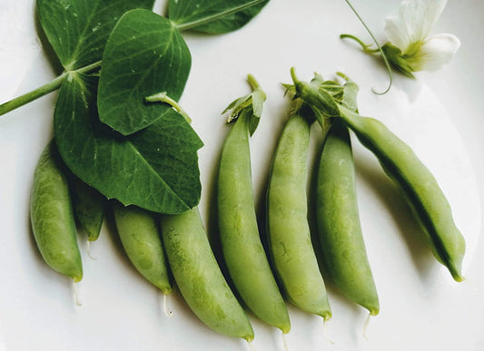 Hundredfold Sugar Ann Snap Pea 50 graines de légumes - Pisum sativum Dwarf Vine, sans OGM, pour la plantation en conteneur, sur le patio ou dans le champ, emballées et expédiées au Canada 