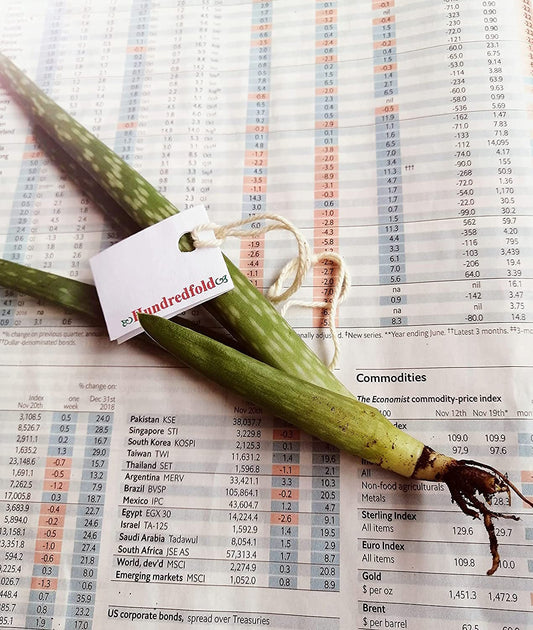 Aloe Vera centuple 5 cm de haut 1 petite plante vivante - Plante d'intérieur sans OGM Racines nues Racines nues Sans pot, emballée et expédiée au Canada 