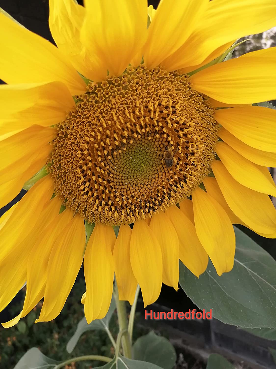 Mammoth Grey Stripe Giant Sunflower 20 Heirloom Seeds - Helianthus annuus Attract Songbirds Song Birds and Honeybees Bees