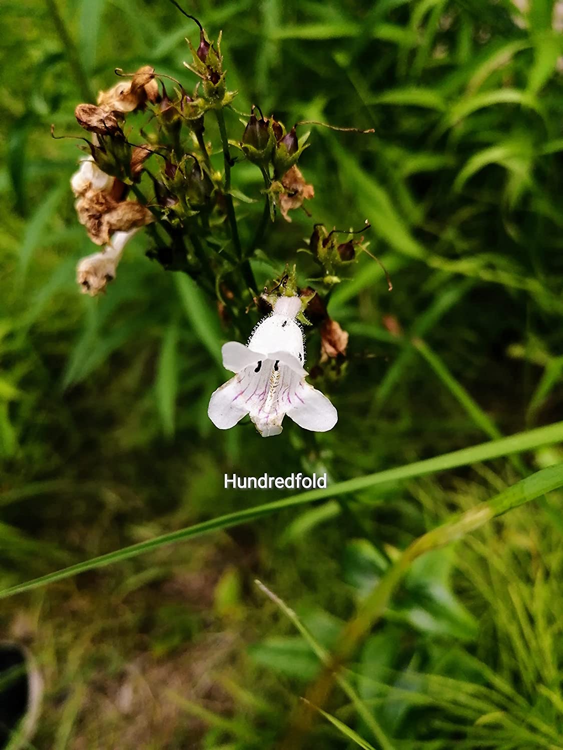 Foxglove Beardtongue Wildflower 500 Seeds - Penstemon Digitalis Mississippi Penstemon Smooth White Beardtongue Native Top Pollinator Plant
