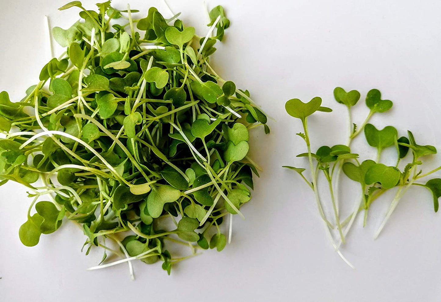 Hundredfold Green Wave Mustard Vegetable 1000 Seeds - Non-GMO Microgreens, Asian Greens or Salad
