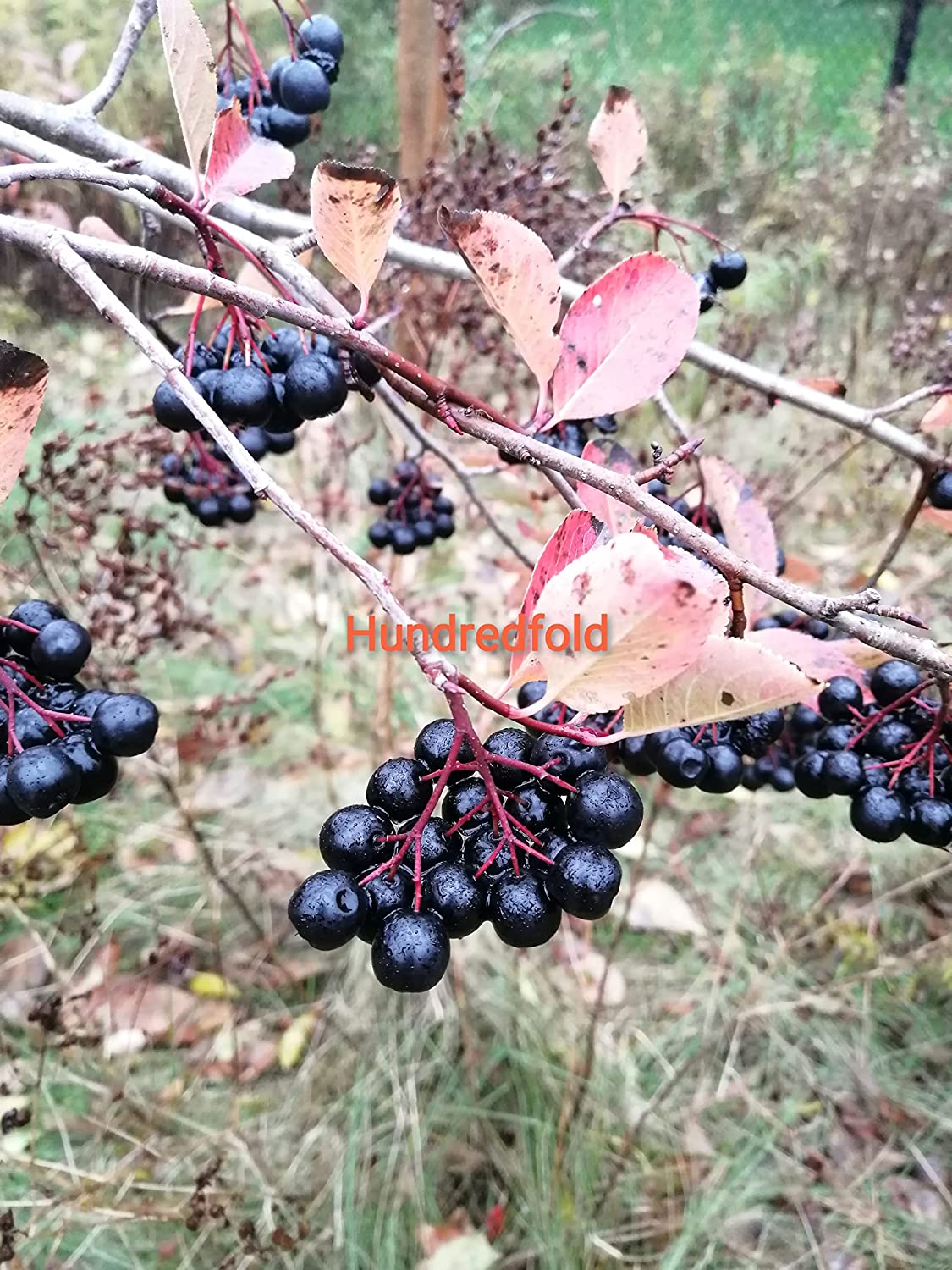 Hundredfold 20 Black Chokeberry Seeds – Aronia melanocarpa Aronia Berries Adaptive Canadian Native Shrub, for Landscaping, Erosion Control, Windbreak or Backyard Fruit Tree, Producing High Antioxidant Fruits, Packed and Shipped in Canada