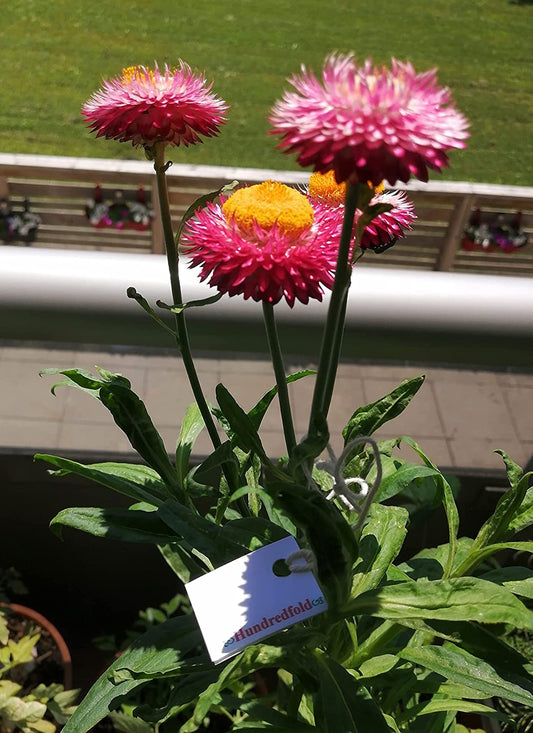 Mélange de fleurs de paille 500 graines - Xerochrysum bracteatum Un mélange de fleurs de paille de couleur rose, rose, or et blanc, floraison longue durée, parfait pour les fleurs coupées ou séchées 