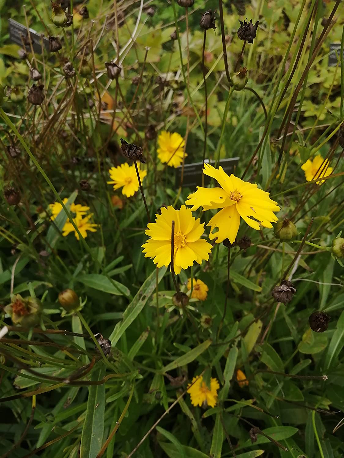 Coreopsis nain à feuilles lancéolées centuples 200 graines de fleurs sauvages indigènes - Coreopsis lanceolata Coreopsis des sables, graines de coccinelle à feuilles lancéolées, fleurs jaunes voyantes, attire les abeilles et les papillons 