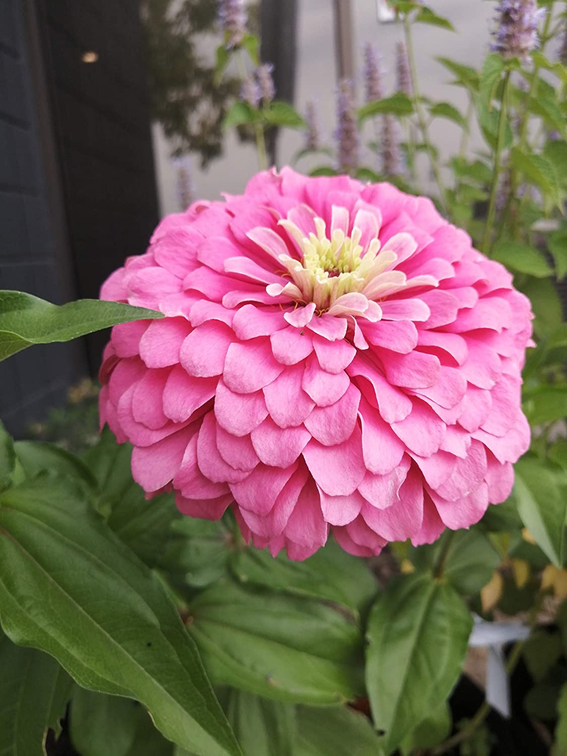 Hundredfold State Fair Mix Zinnia 100 Heirloom Seeds - Zinnia elegans Classic Cottage Garden Flower
