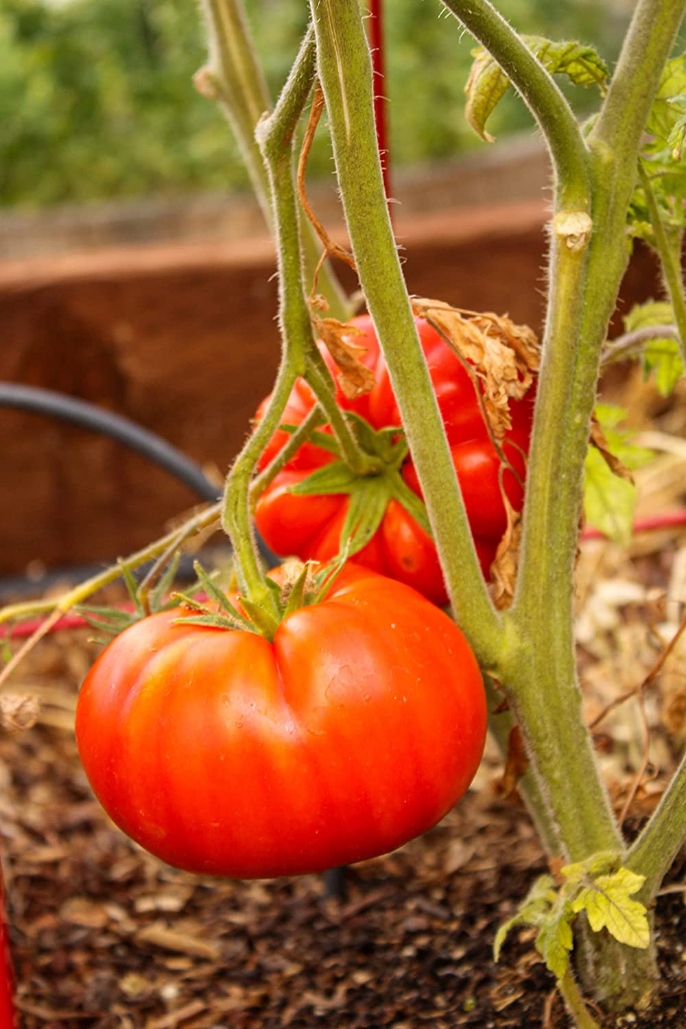 Brandywine Pink Organic Tomato 30 Vegetable Seeds - Non-GMO Heirloom Classic Slicing Beefsteak Tomato, Best for Salad and Burger
