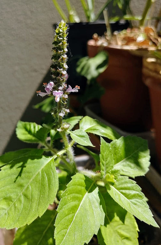Hundredfold Kapoor Tulsi Tulasi Basil 200 Herb Seeds - Ocimum tenuiflorum Non-GMO Holy Basil for South Asian Cuisine, Packed and Shipped in Canada