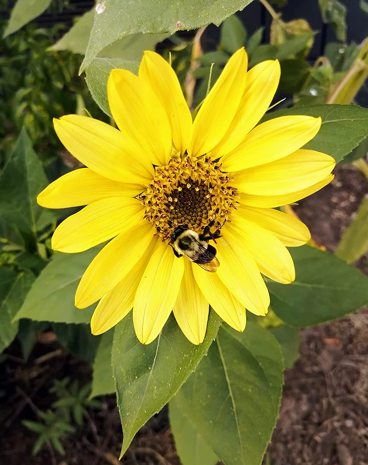 Hundredfold Lemon Queen Sunflower 30 Flower Seeds - Helianthus annus Attract Bees and Birds, Cut-Flowers
