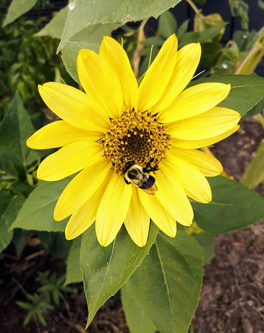 Tournesol Reine Citron Cent Fois 30 Graines De Fleurs - Helianthus annus Attire Les Abeilles Et Les Oiseaux, Fleurs Coupées 