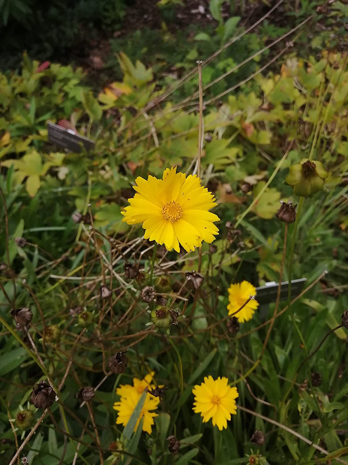 Coreopsis nain à feuilles lancéolées centuples 200 graines de fleurs sauvages indigènes - Coreopsis lanceolata Coreopsis des sables, graines de coccinelle à feuilles lancéolées, fleurs jaunes voyantes, attire les abeilles et les papillons 