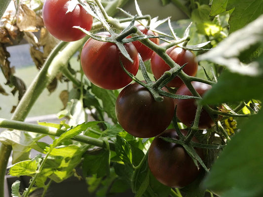 Tomate cerise noire biologique Hundredfold 50 graines - Tomate cerise Heirloom sans OGM à deux bouchées 