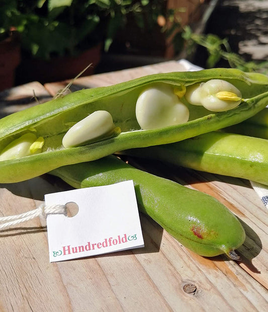 Fève Windsor Hundredfold 30 graines de légumes - Vicia faba Fève à cheval Heirloom sans OGM, riche en protéines et en fibres 