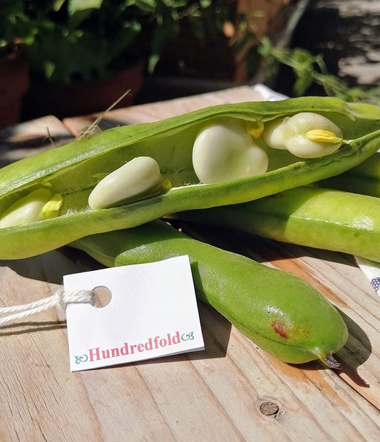 Hundredfold Windsor Fava Broad Bean 30 Vegetable Seeds - Vicia faba Non-GMO Heirloom Horse Bean, Rich in Protein & Fiber