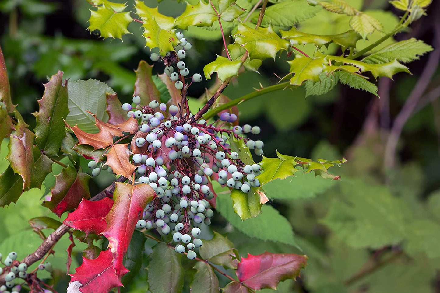 Hundredfold Oregon Grape 20 Seeds - Mahonia aquifolium Canada Native Evergreen Small Shrub, Excellent for Wildlife, Small Yard or Container
