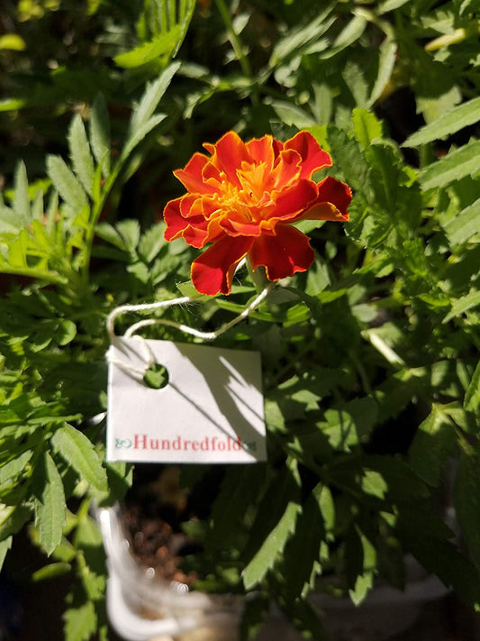 Mélange de brocart centuple 200 graines de souci français - Tagetes patula, comme excellente plante compagne pour le chou frisé, la tomate et le concombre 