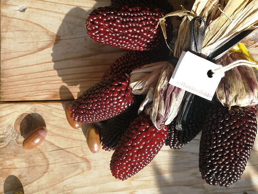 Hundredfold Strawberry Popcorn Pop Corn 200 Seeds for Planting - Zea mays Non-GMO Heirloom Ruby-Red Kernels Decorative Ears for Fall Display or Used to Grow Micro Green/Shoot