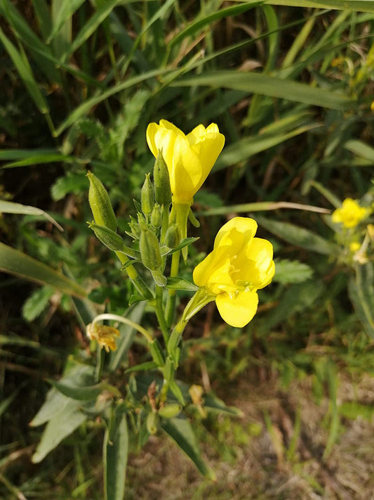 Oenothera biennis - Oenothera biennis - Oenothera biennis - Oenothera biennis - Oenothera biennis - Oenothera biennis - Oenothera biennis - Oenothera biennis 