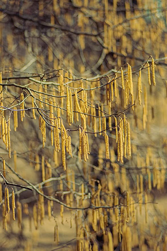Hundredfold Cold-Hardy Hazelnut 4 Tree Seeds - Corylus Non-GMO Ontario Grown Filbert Nuts